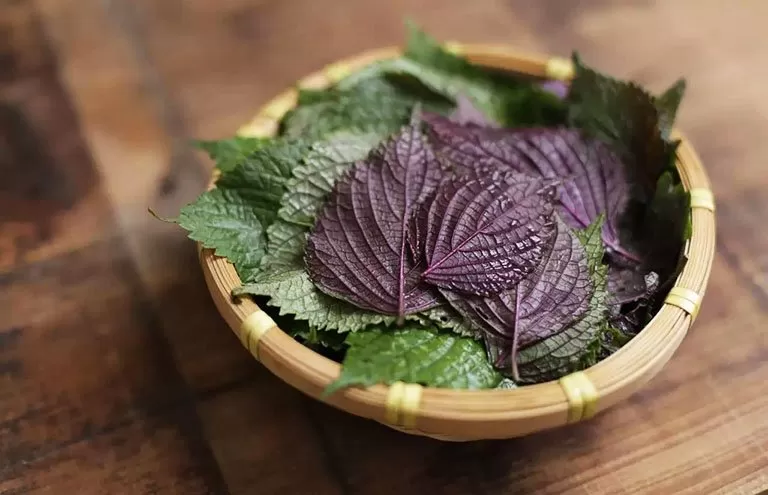 Tía tô nguyên lá