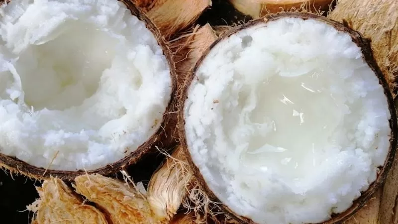 Dừa sáp